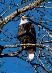 BCCA0001-BALD-EAGLE-copy