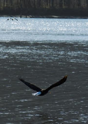 BCCA0002-BALD-EAGLE-FLY-copy