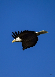 BCCA0003-BALD-EAGLE-DROP-copy