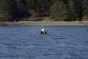 BCVI0001-Orca-copy