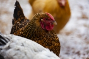 COCK0001-copy